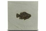 Detailed Fossil Fish (Cockerellites) - Wyoming #328097-1